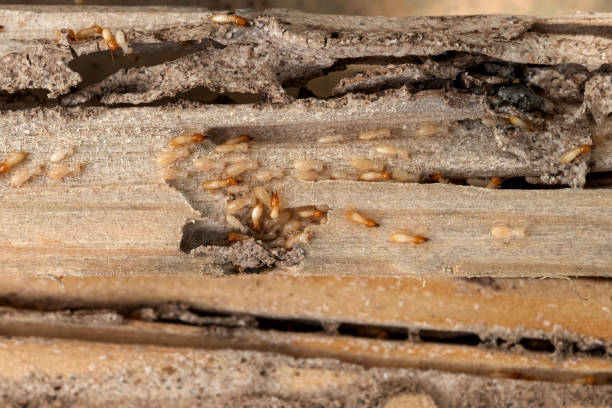 Best Spider Control Near Me  in Rainier, OR