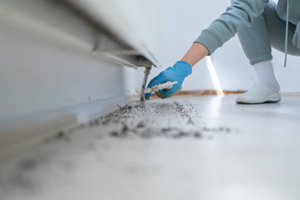 Best Local Pest Control Services  in Rainier, OR